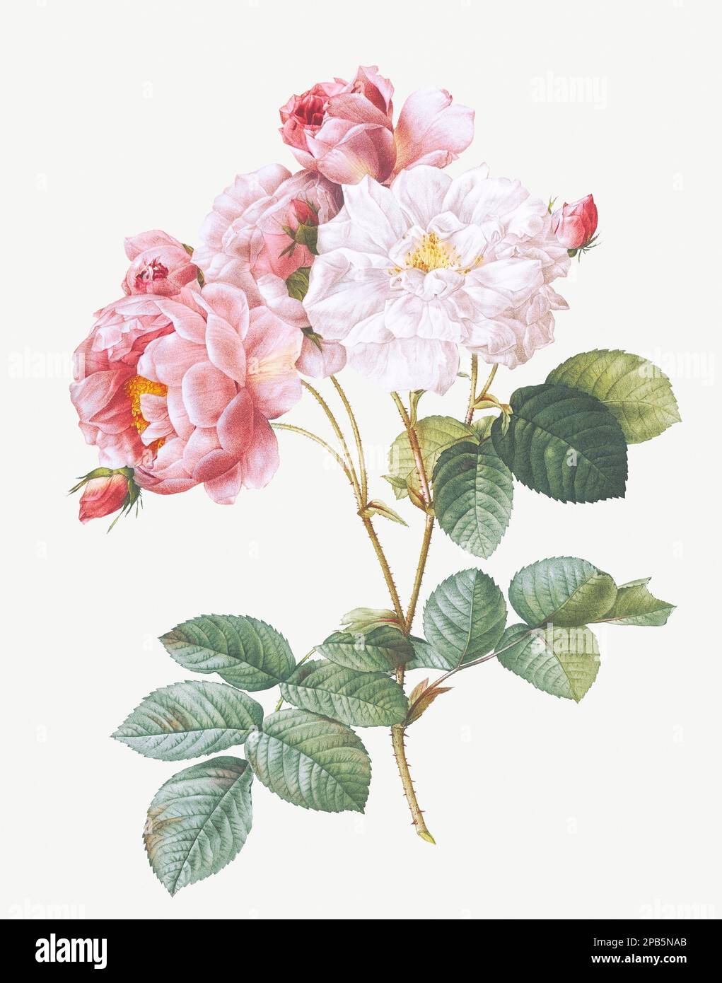 Rosa Damascena. Rose flower illustration. Antique Botanical art by Pierre Joseph Redouté. Circa 1833 Stock Photo