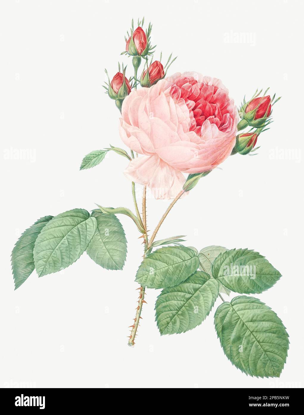 Pierre-Joseph Redout、The Roses46、希少画集画 Pierre-Joseph Redout、The Roses46、希少画集画 Pierre-Joseph