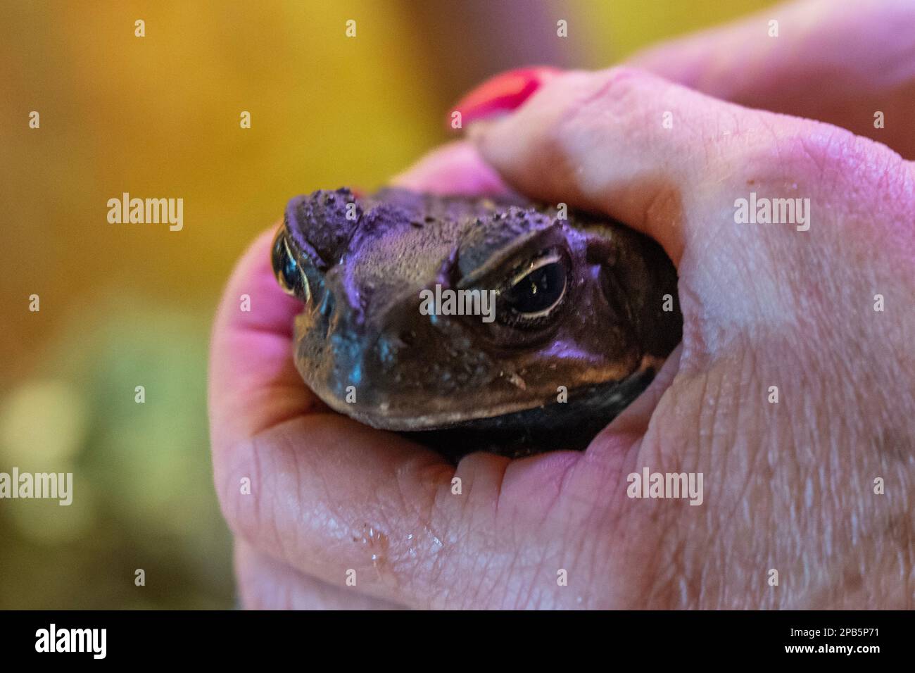 PRODUCTION - 09 March 2023, Hesse, Rodgau: An Aga toad, its home was ...