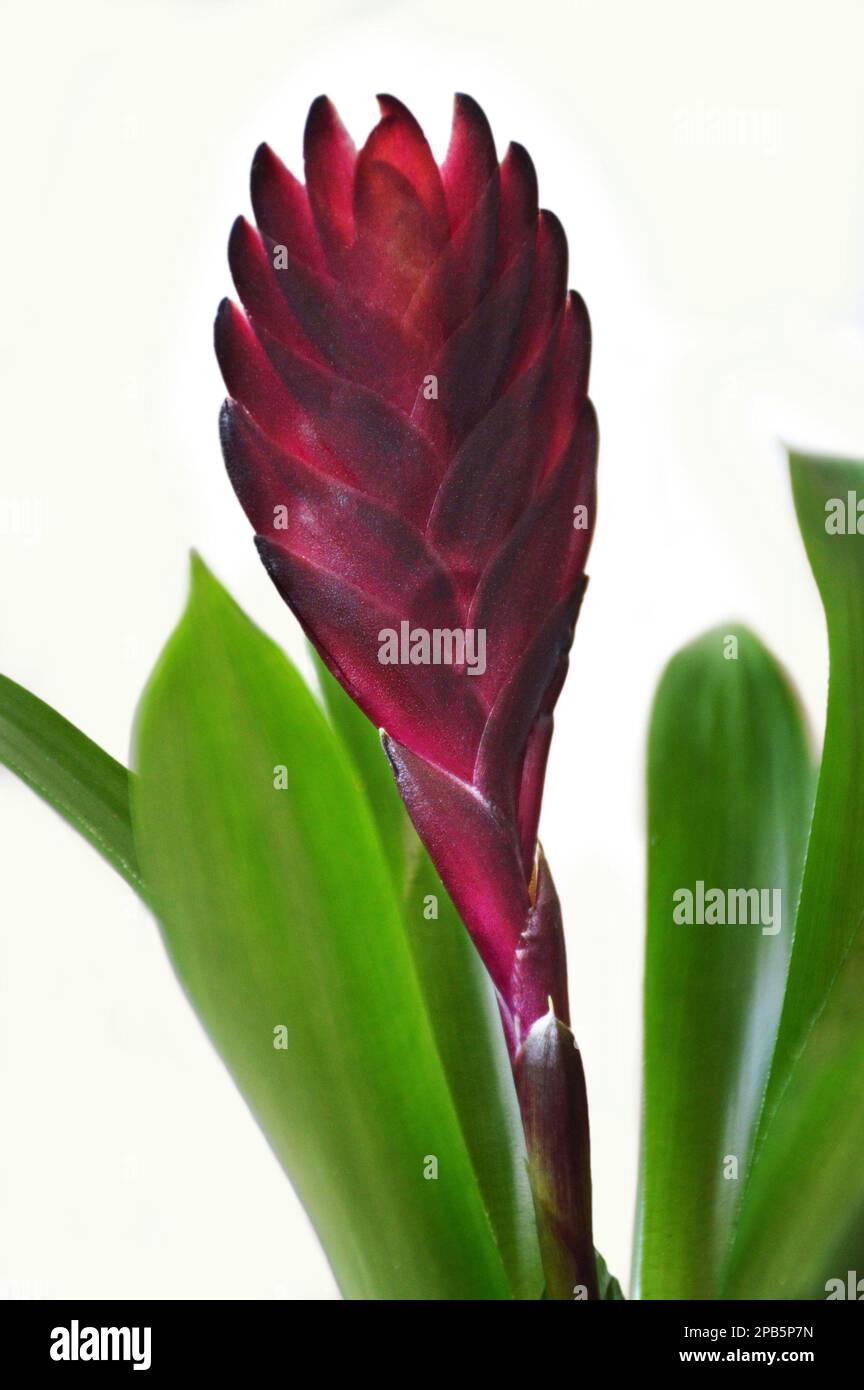 Bromeliad flower isolated on white background Stock Photo