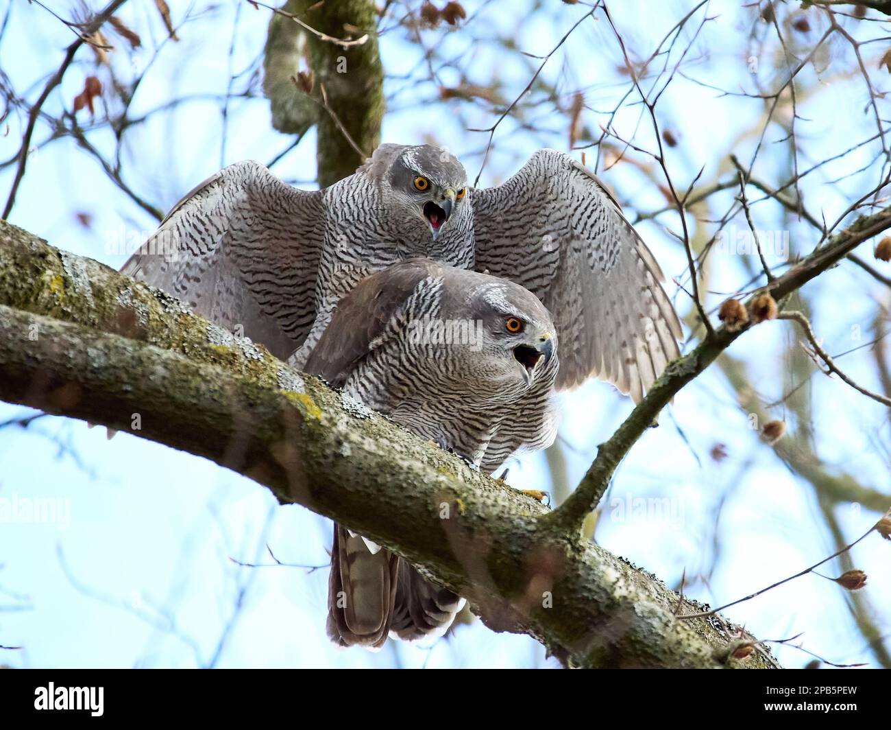 Northern goshawks mating in their natural environment Stock Photo