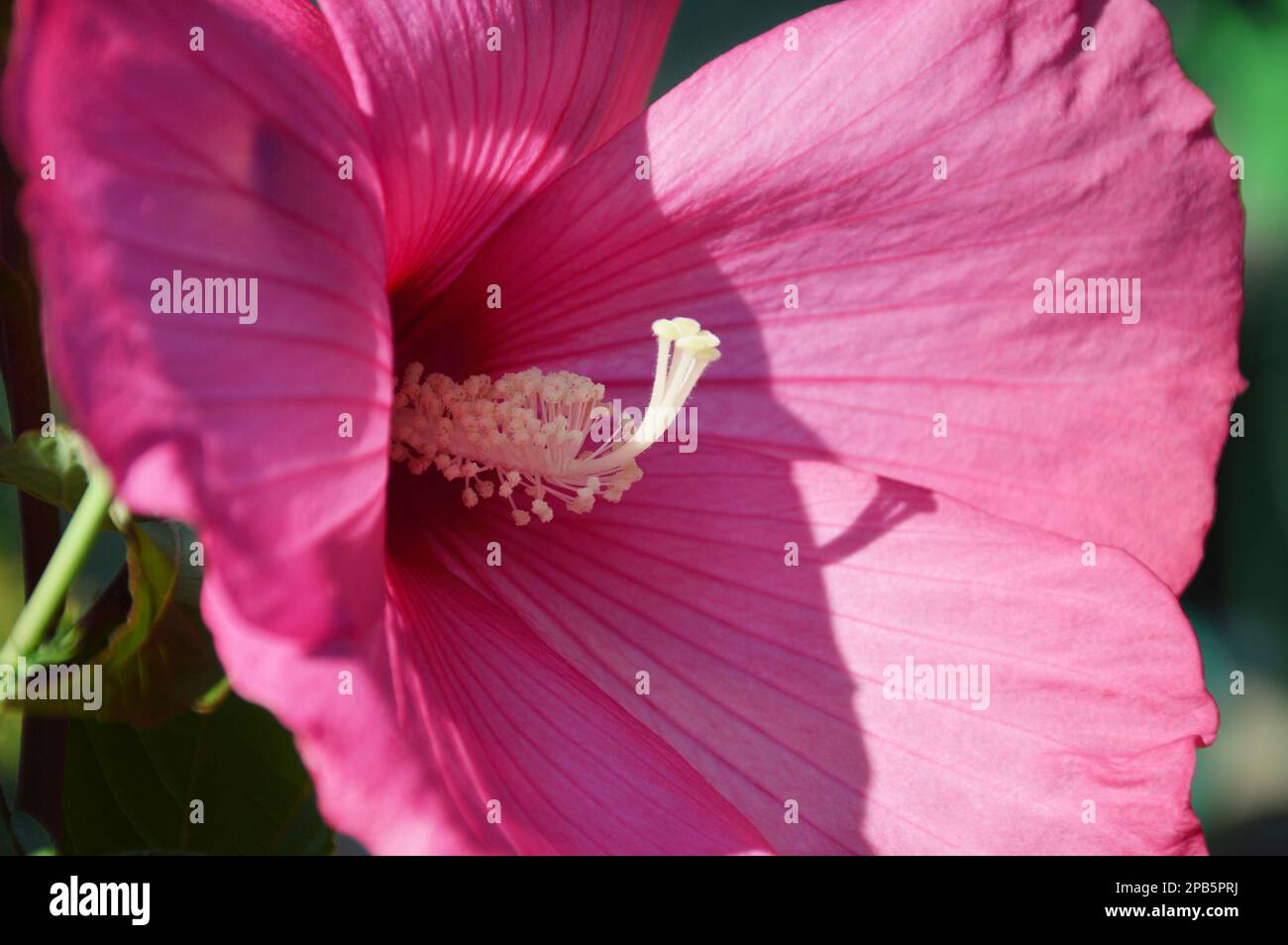 Pink hardy hibiscus hi-res stock photography and images - Alamy