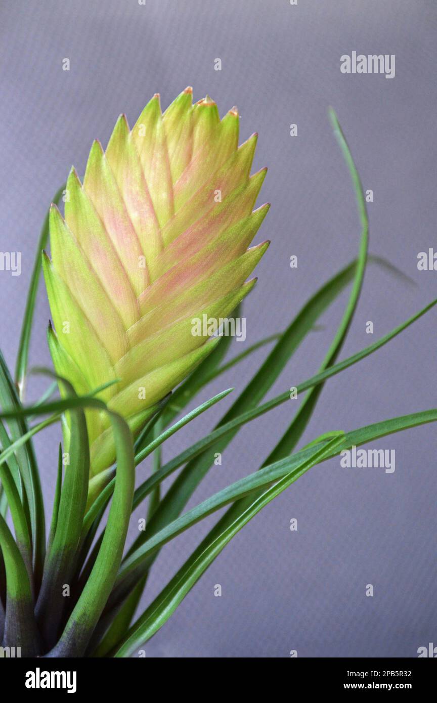 Close up of pink bromeliad flower Stock Photo
