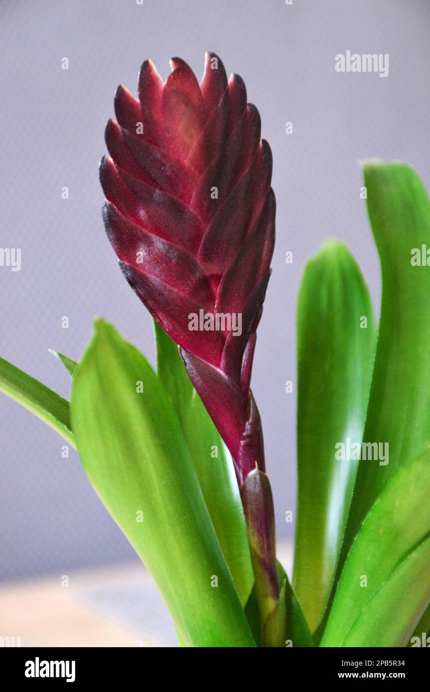 Close up of bromeliad flower Stock Photo