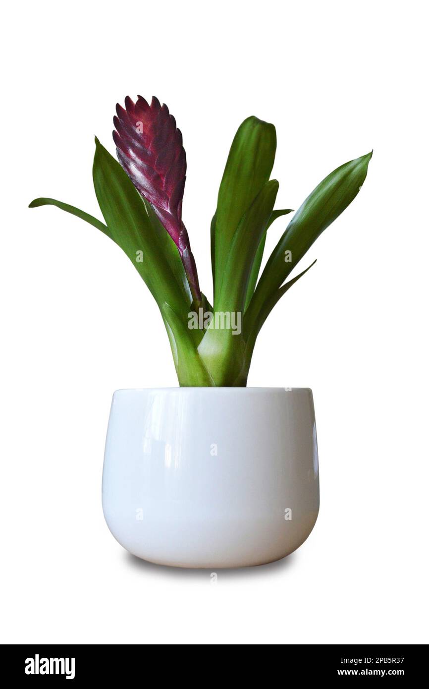 Bromeliad plant in the pot isolated on white background Stock Photo