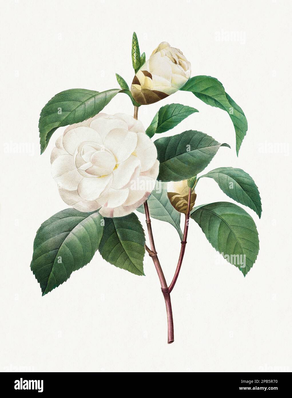 White Camellia. Beautiful flower illustration. Antique Botanical art by