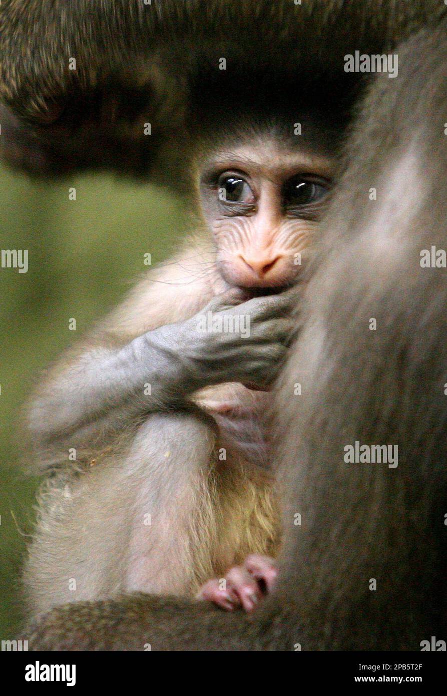 Baby monkey called deals