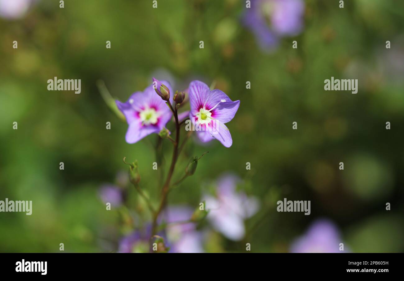 Close up of the blue Parahebe flowers, P. catarractae blue-flowered. Stock Photo