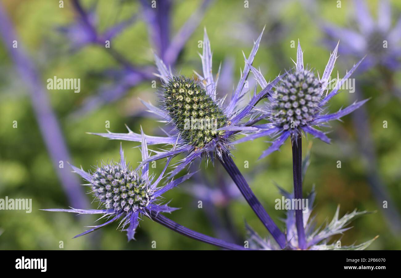 Close up of Eryngium, Blue Sea Holly flowers Stock Photo