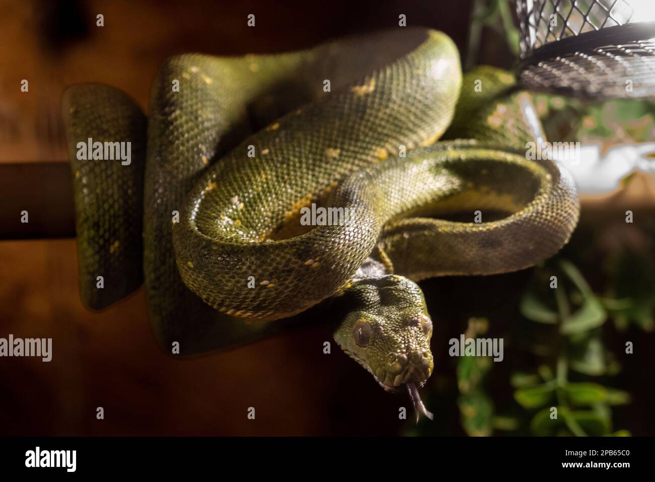 PRODUCTION - 09 March 2023, Hesse, Rodgau: A Green Tree Python native ...