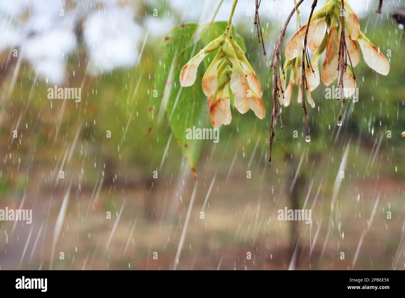 Tree branch in park during rain, closeup. Space for text Stock Photo