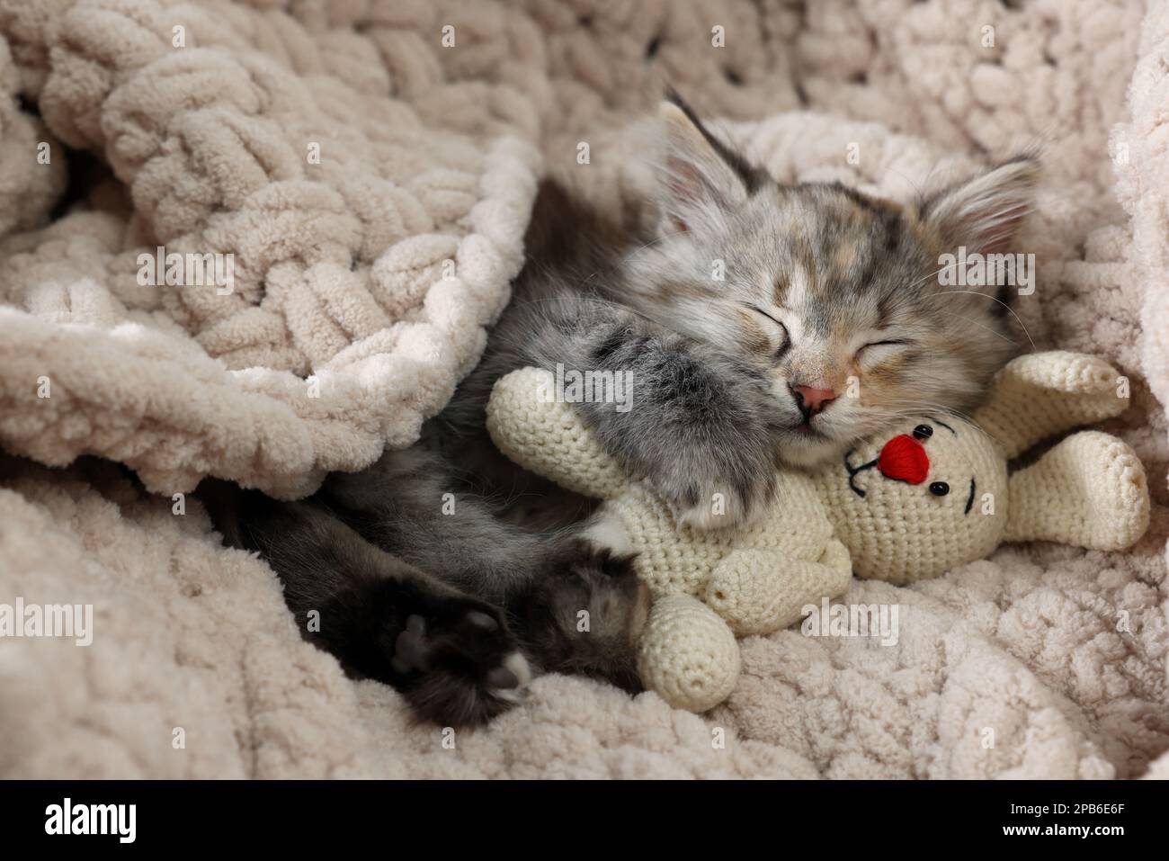 Cute fluffy kitten with toy sleeping on soft plaid Stock Photo - Alamy