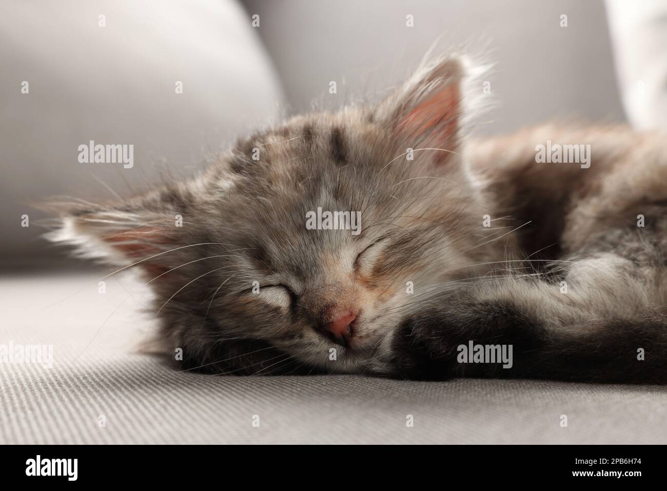 Cute kitten sleeping on grey sofa. Baby animal Stock Photo - Alamy
