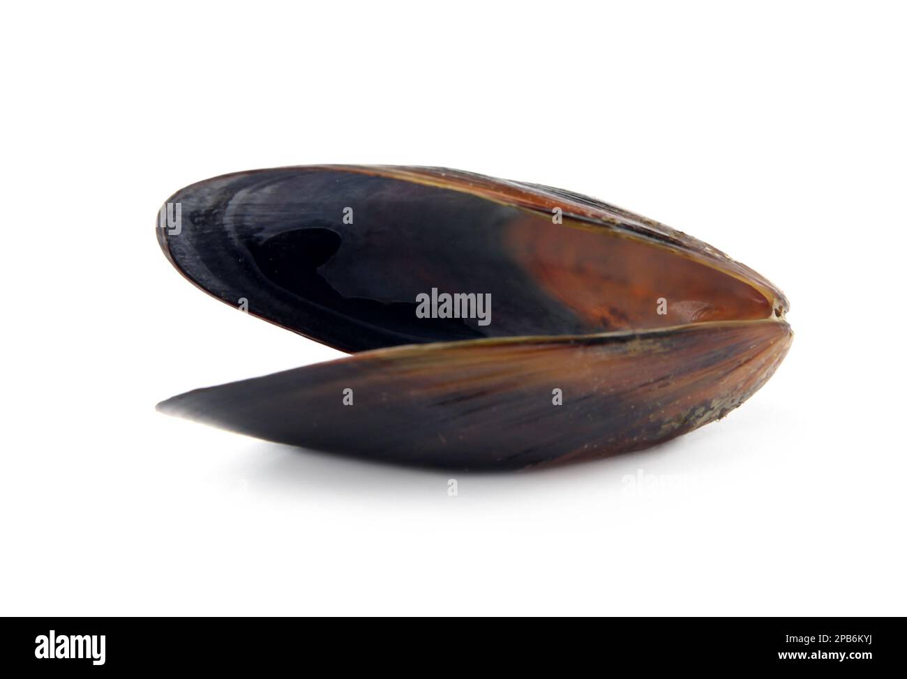Open empty mussel shell isolated on white Stock Photo Alamy