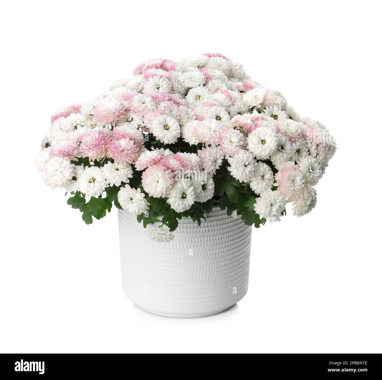 Beautiful chrysanthemum flowers in pot on white background Stock Photo