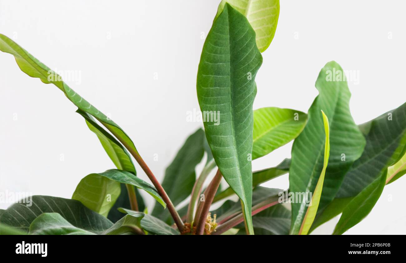 Large smooth green leaf of rubber fig, ficus benjamina, ficus elastica, ficus microcarpa Stock Photo