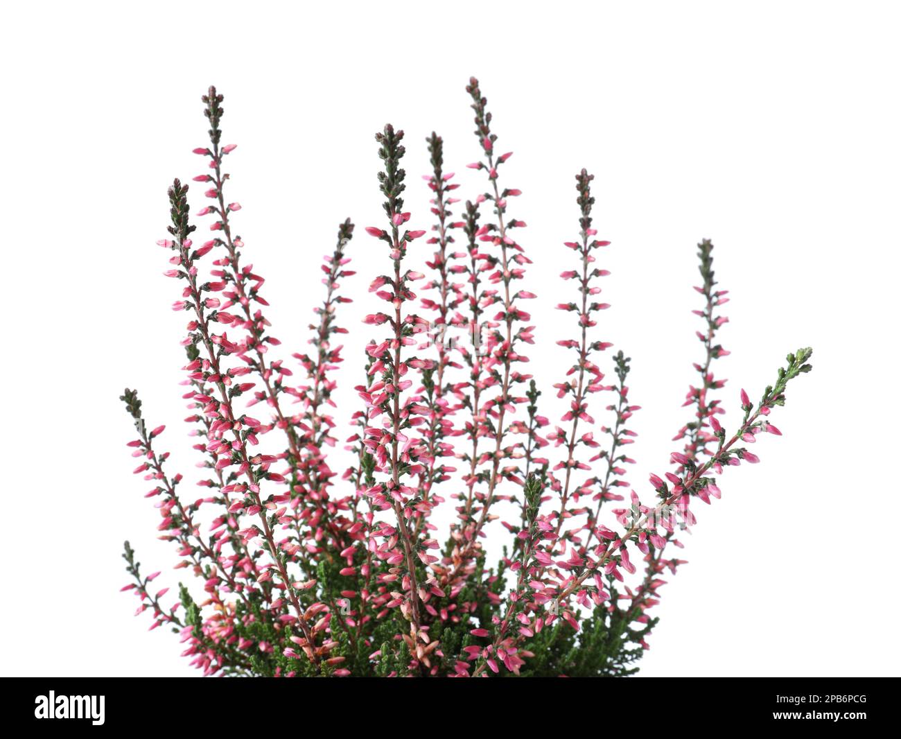 Heather with beautiful flowers on white background Stock Photo