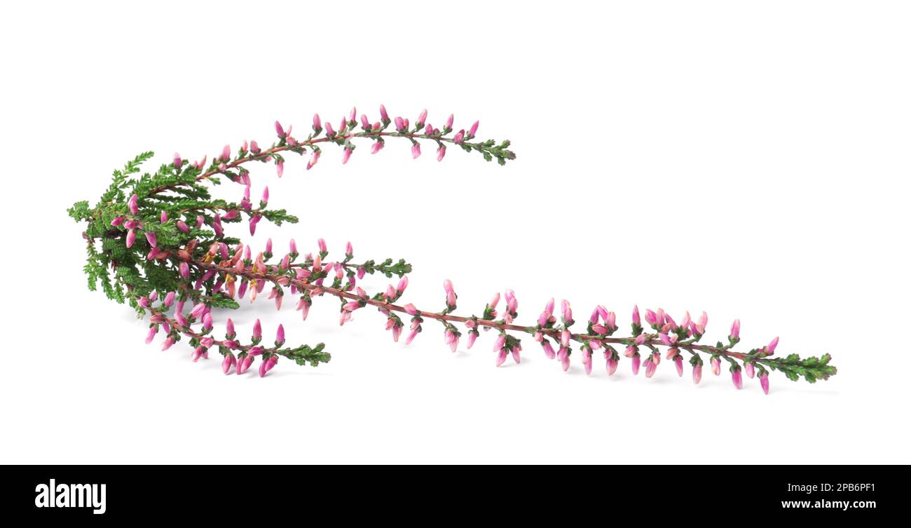 Branch of heather with beautiful flowers isolated on white Stock Photo