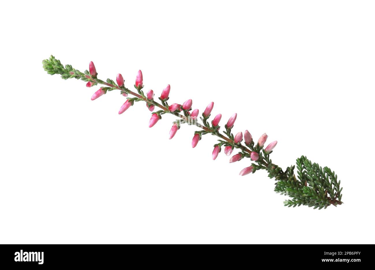 Sprig of heather with beautiful flowers isolated on white Stock Photo