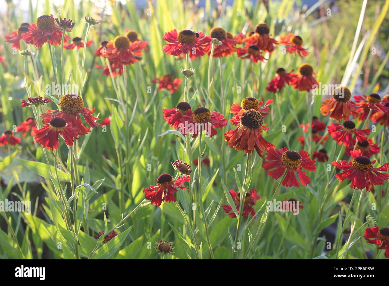 Helenium Autumn Helenium autumnale hi-res stock photography and images - Alamy