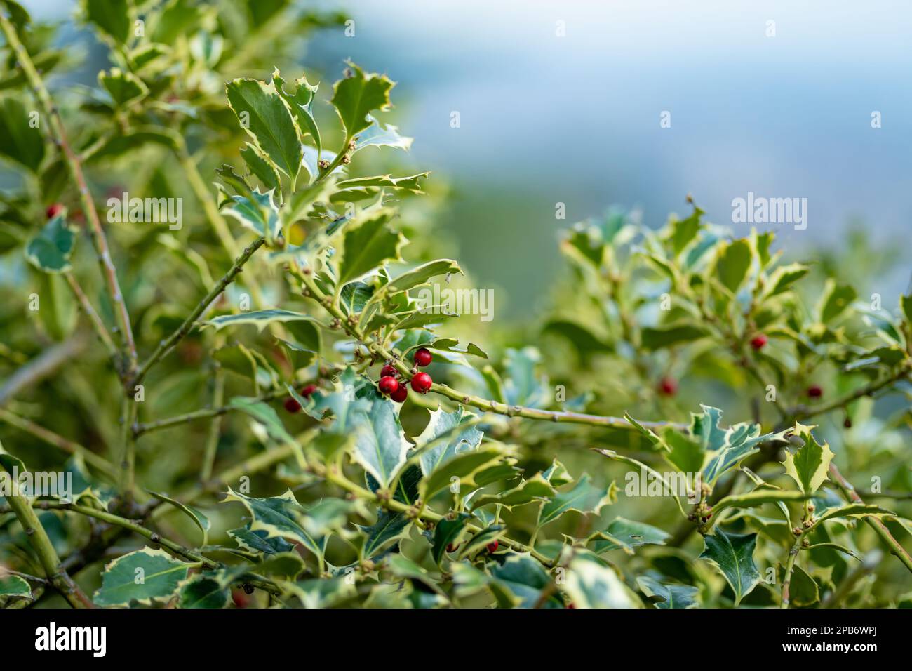 Red berries and thorny green leaves of a holly plant Stock Photo
