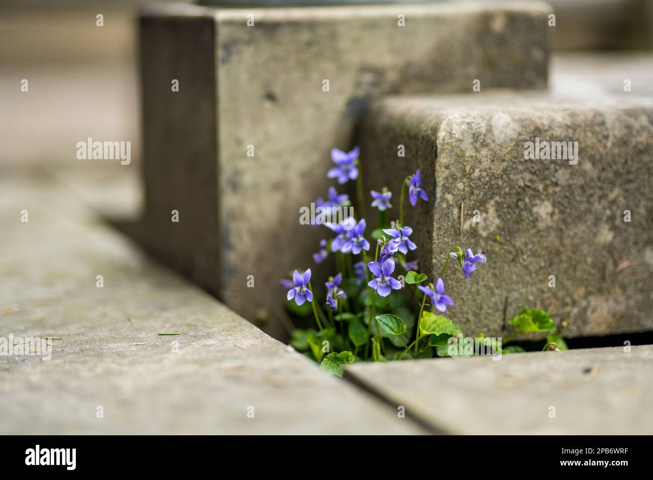 Fresh violet viola canadensis blossoming between stone bricks. Purple viola on sunny spring day. Blooming bush of violets in the park. Stock Photo