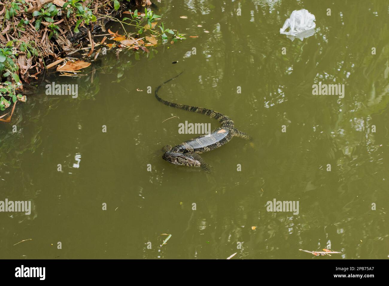 Bringer is in the water, Varanus salvator is a reptile in South Asia ...