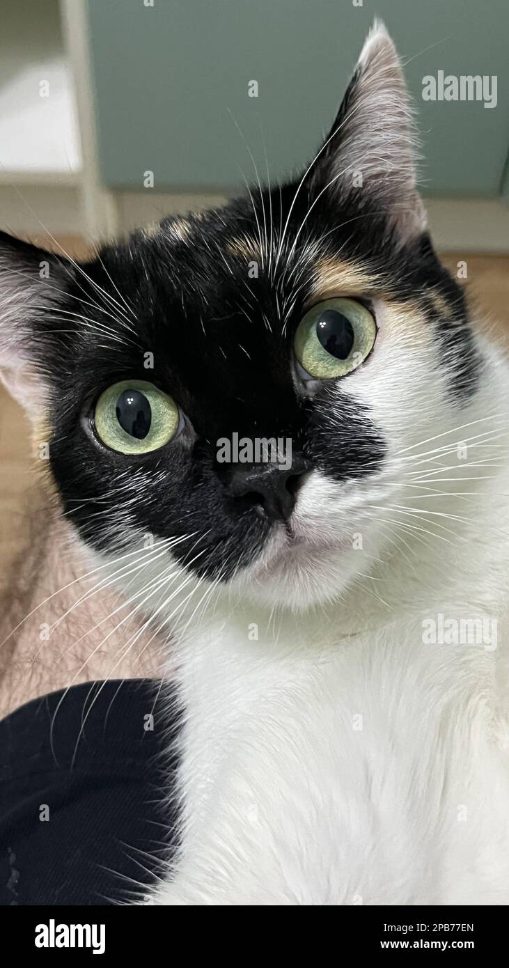 portrait of a black and white cat close-up Stock Photo - Alamy