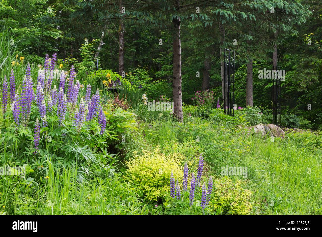 Lupinus perennis 'Perennial Blue' - Wild Lupine, Spiraea japonica - Japanese Spirea, Picea glauca - White Spruce in border in front yard garden. Stock Photo