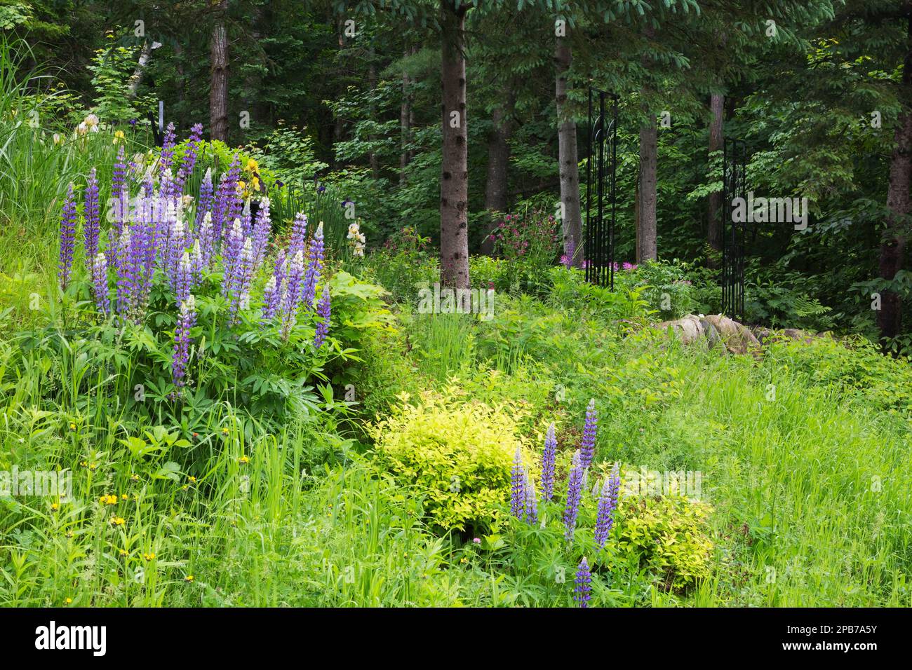 Lupinus perennis 'Perennial Blue' - Wild Lupine, Spiraea japonica - Japanese Spirea, Picea glauca - White Spruce in border in front yard garden. Stock Photo