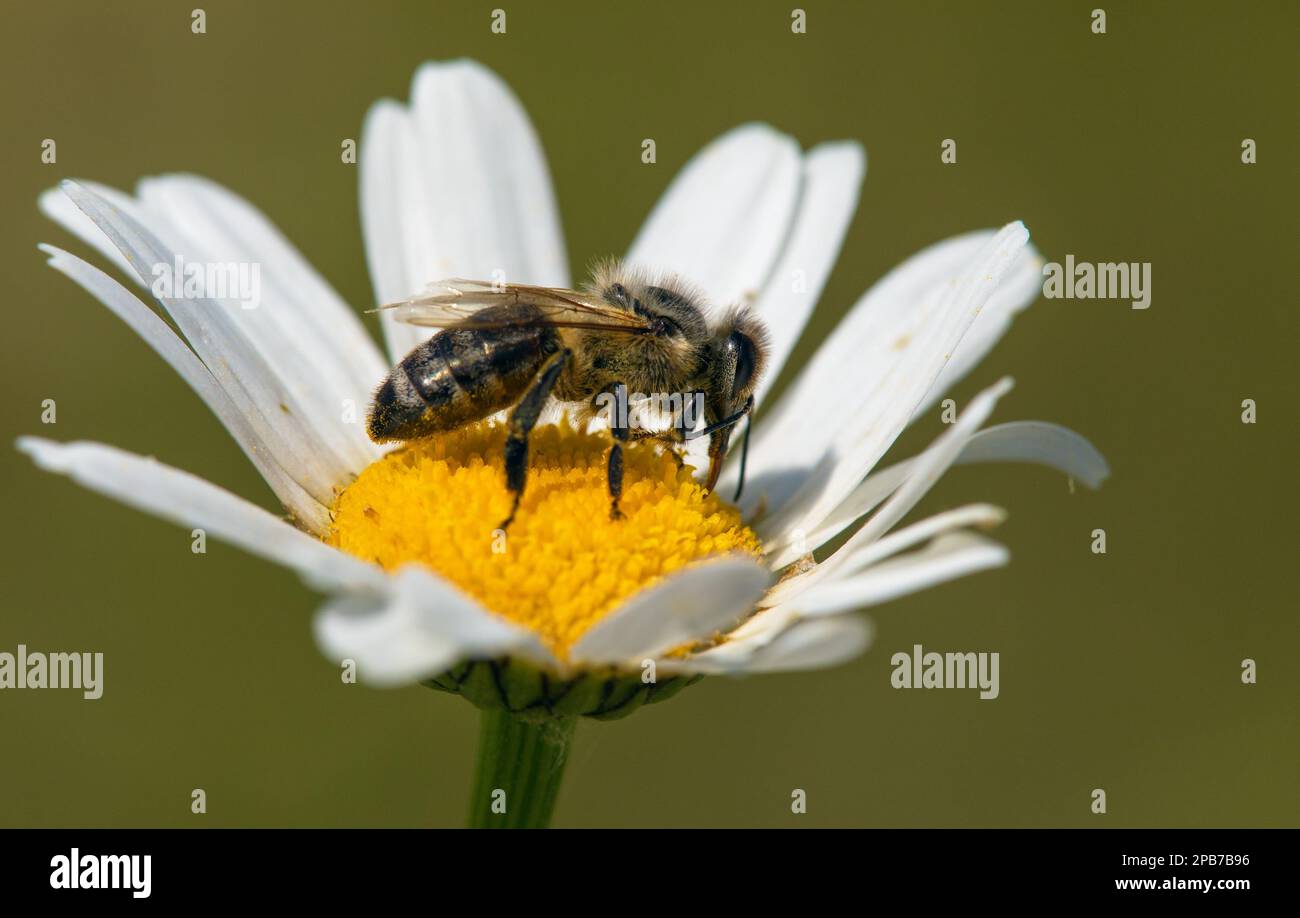 detail of bee or honeybee in Latin Apis Mellifera, european or western honey bee sitting on white flower of common daisy Stock Photo