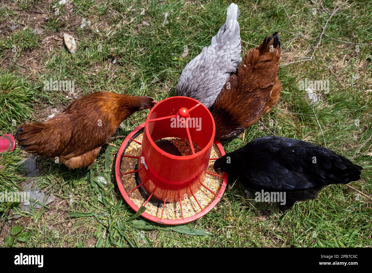 People feeding hens at the eco-village of Loural in the mountains of central Portugal. Here, the Klein family and their partners have been working on an ambitious project to rehabilitate a small village that has been abandoned since the year 2000 into an eco-location. On 30 hectares, the aim is to improve the ecosystem by practicing organic agriculture, reforestation and the production of green energy. The small stone village is moving towards food and energy autonomy and its vegetation is gradually coming back to life. The place is starting to provide integrative health training and artistic Stock Photo