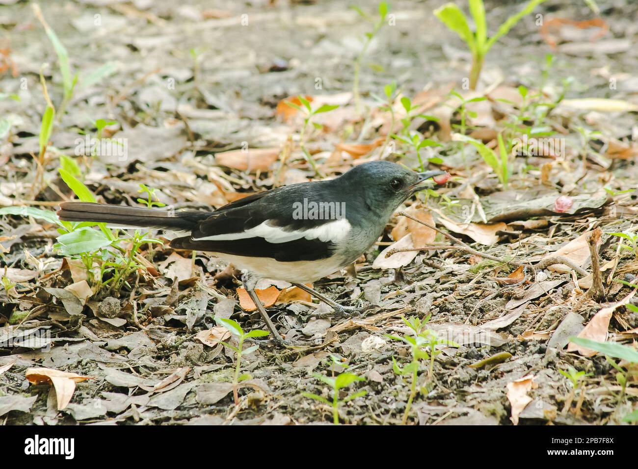 Oriental magpie robin is on the ground, Oriental magpie robin is a small black bird. Oriental magpie robin is a small insectivorous bird. Stock Photo