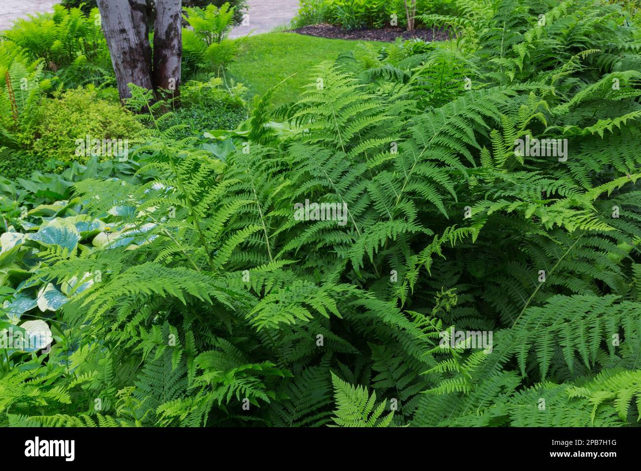 Athyrium filix-femina - Lady Fern, Hosta and Acer rubrum - Red Maple tree trunks in mixed border in front yard garden in spring. Stock Photo