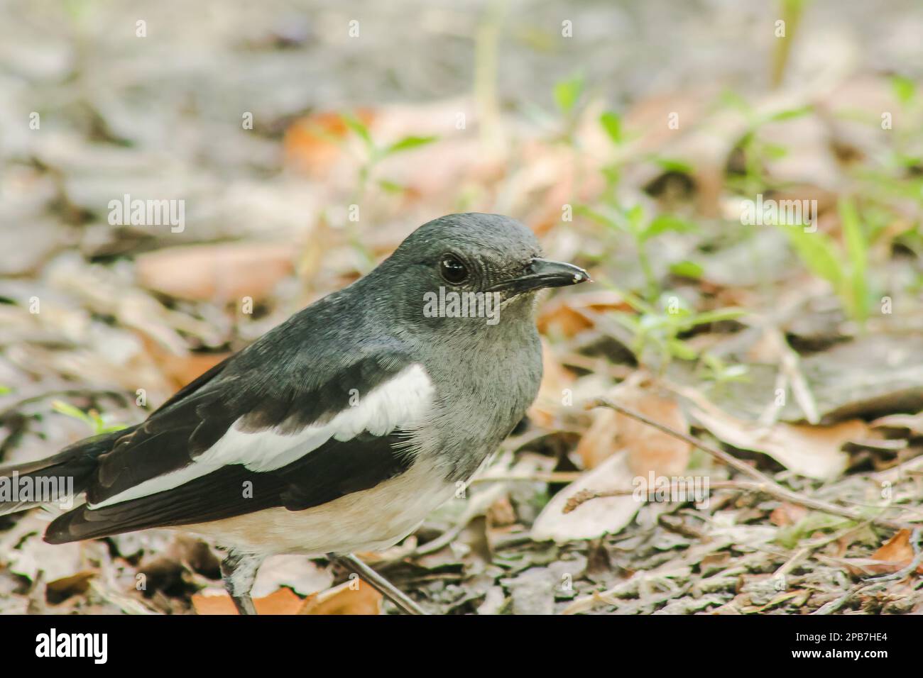 Oriental magpie robin is on the ground, Oriental magpie robin is a small black bird. Oriental magpie robin is a small insectivorous bird. Stock Photo