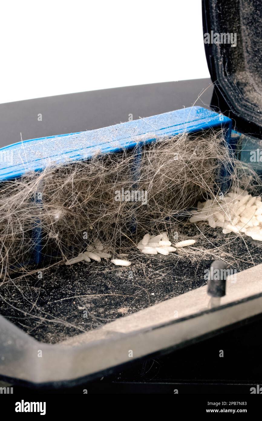 Garbage in a vacuum cleaner container on white background close up