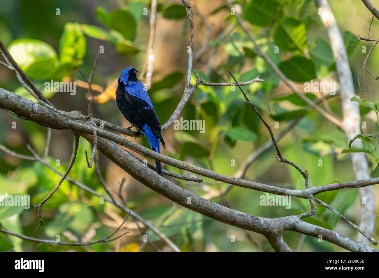 An Asian fairy bluebird perching on a tree Stock Photo