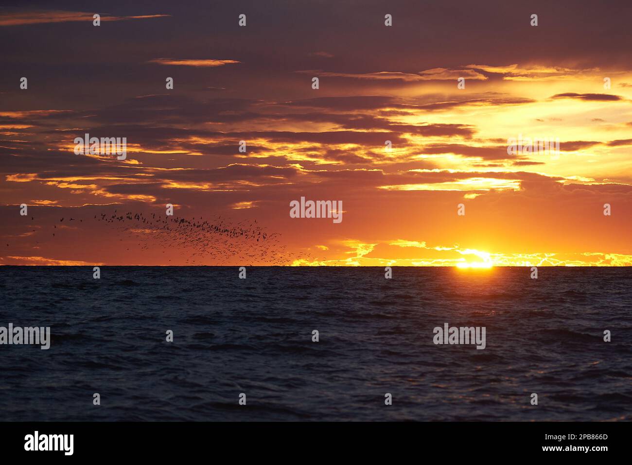 Tropical sea birds flying hi-res stock photography and images - Alamy