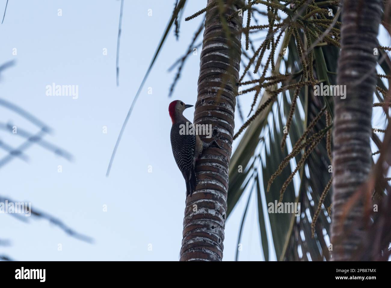 Golden-fronted Woodpecker (Melanerpes aurifrons) in a palm tree at Palenque, Mexico Stock Photo