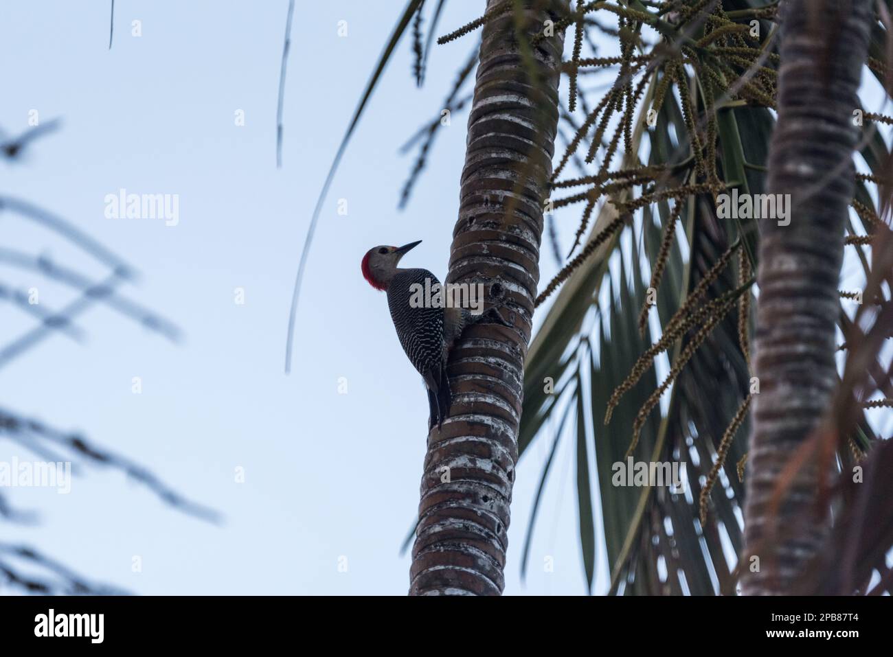 Golden-fronted Woodpecker (Melanerpes aurifrons) in a palm tree at Palenque, Mexico Stock Photo