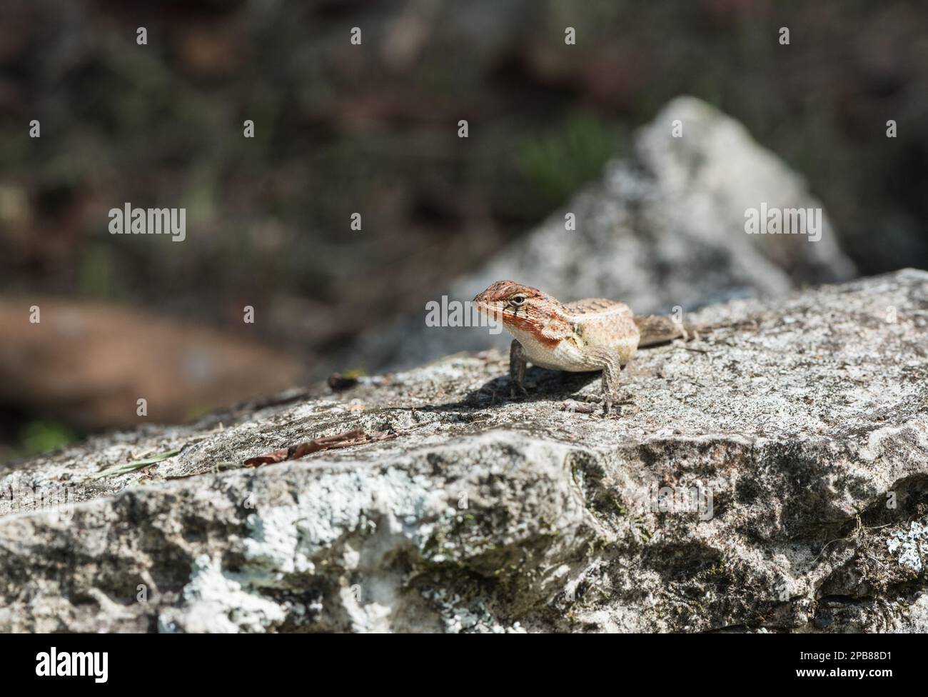 Sceloporus lizard in Palenque probably Sceloporus variabilis and