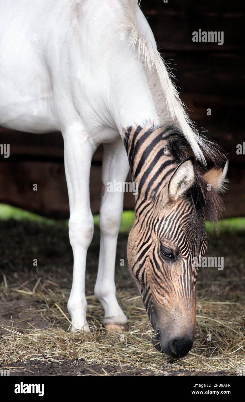 A zebra and horse crossbreed named Eclyse is pictured at the Safari