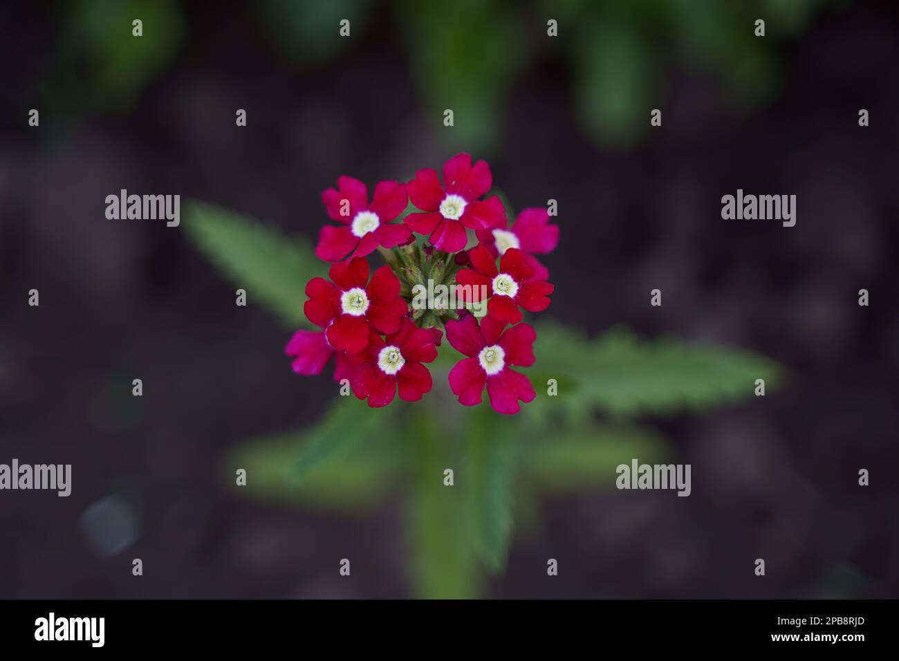 Colorful garden verbena red color in garden. Blurred background