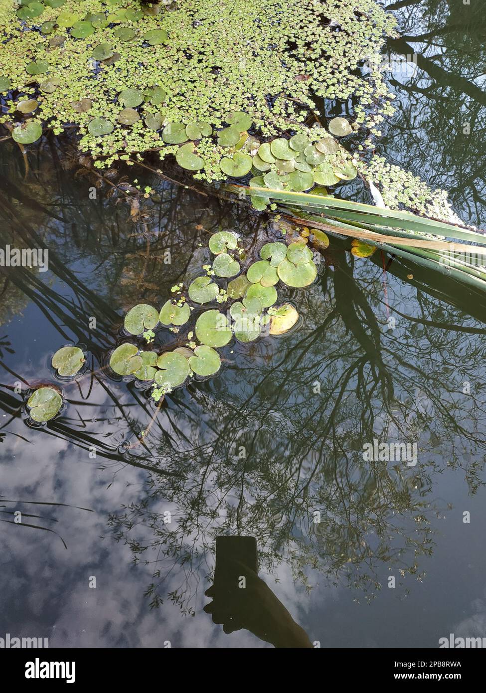 duckweed and water lilies in the river. reflection of a hand and a phone in the water with which they take a photo Stock Photo