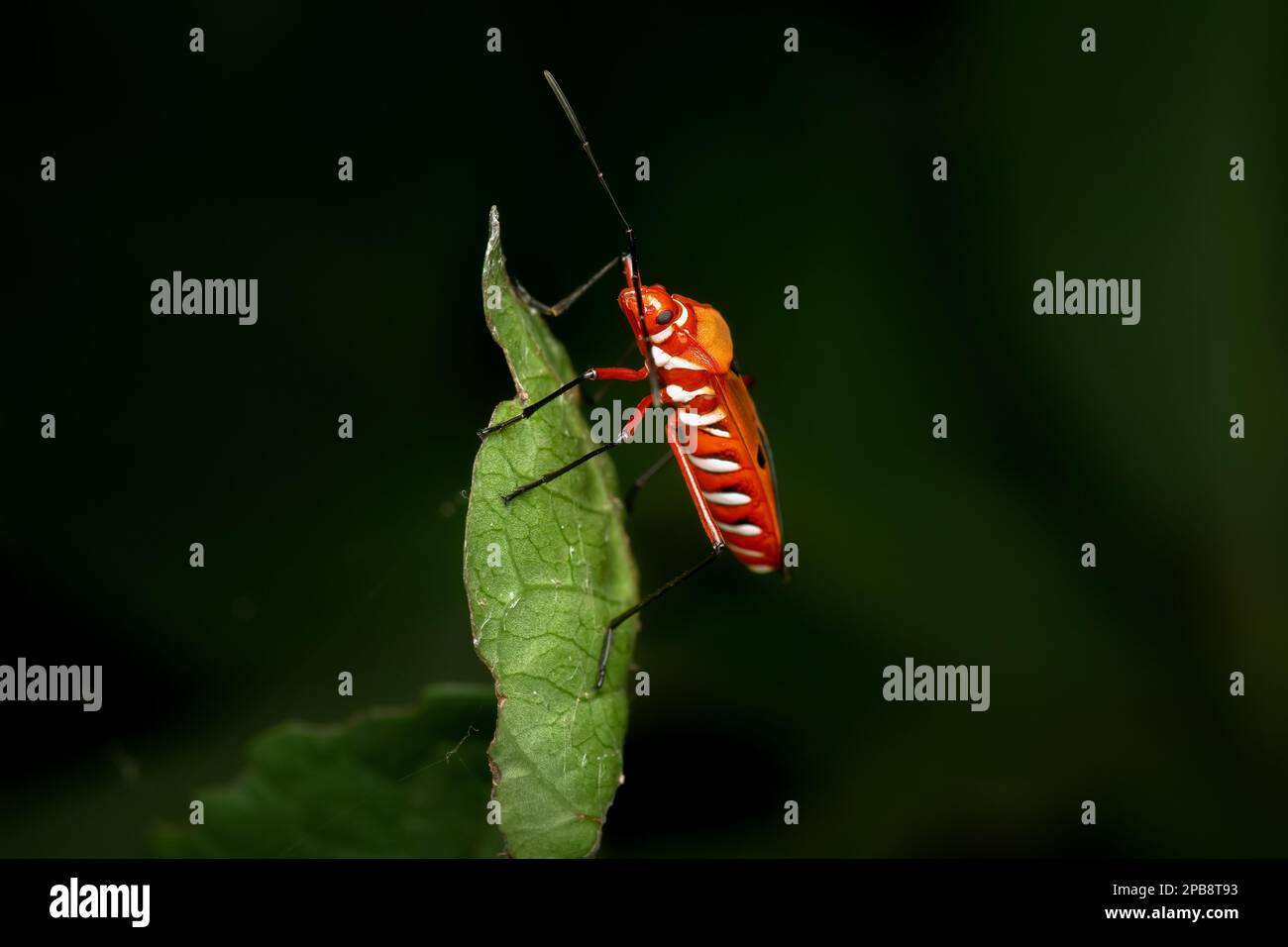Red cotton bug or cotton stainer bug which is serious agriculture pest of Cotton crop. It damages cotton fibers and reduces crop yield. Stock Photo