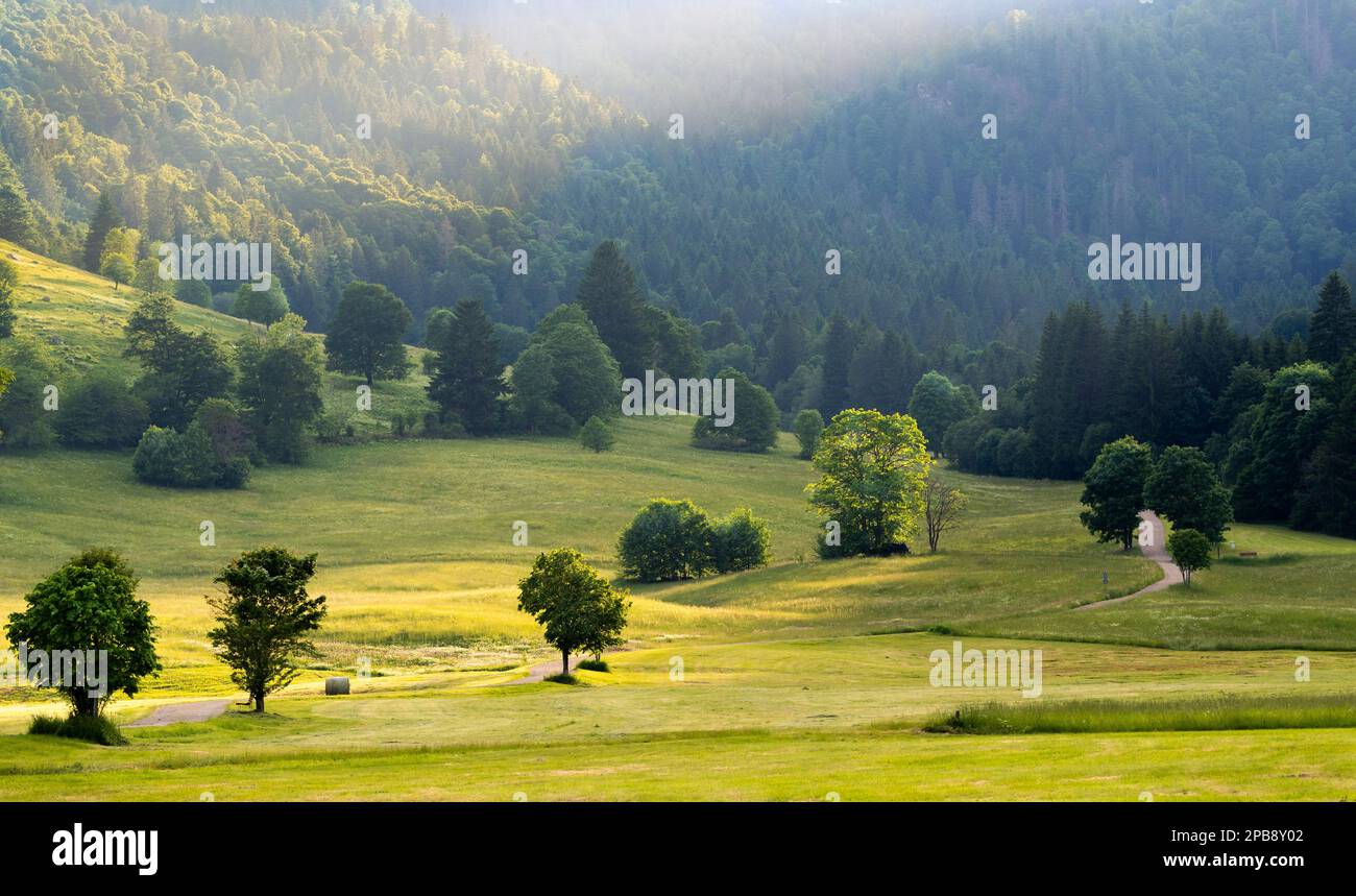 Landscape in the Black Forest near Menzenschwand. Trees, meadows and