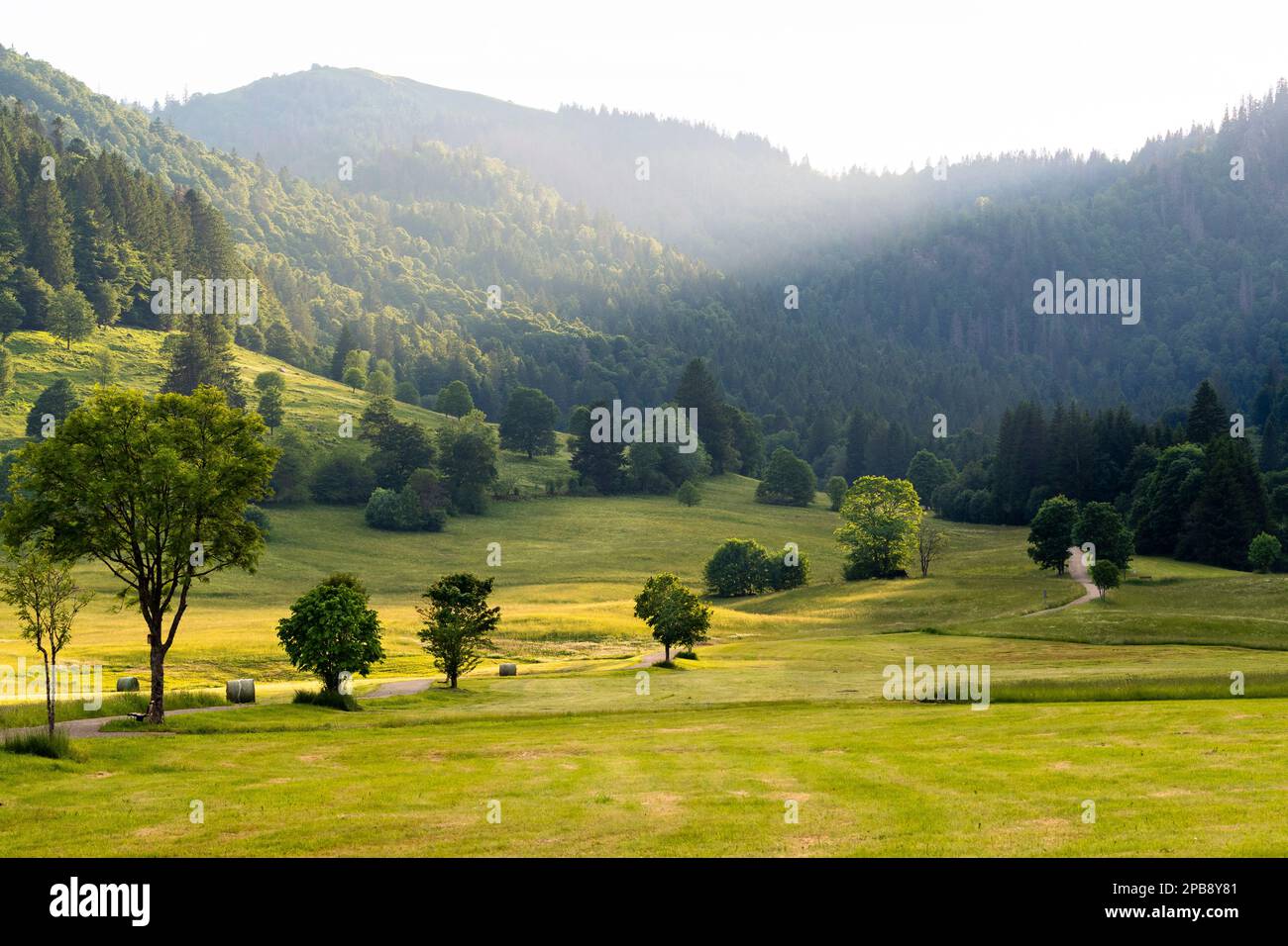 Landscape in the Black Forest near Menzenschwand. Trees, meadows and forest at golden hour Stock