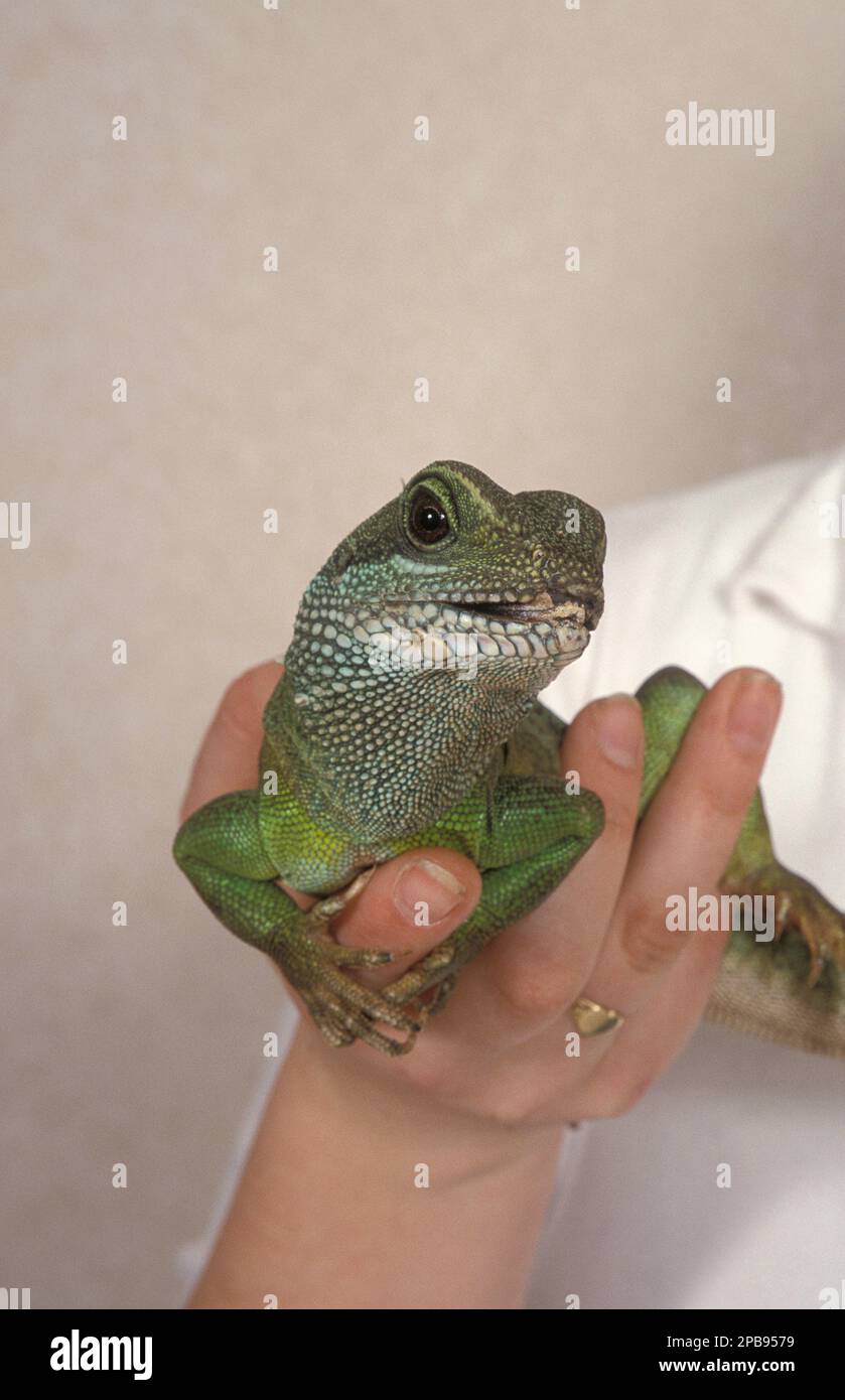 young person holding pet lizard Stock Photo Alamy