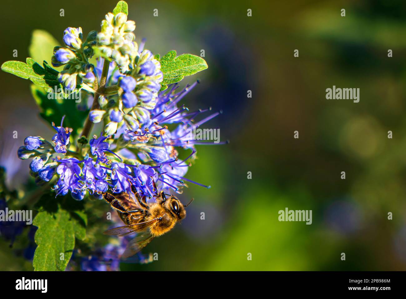 Honey bee on a blue spiraea flower. With Copy space Stock Photo