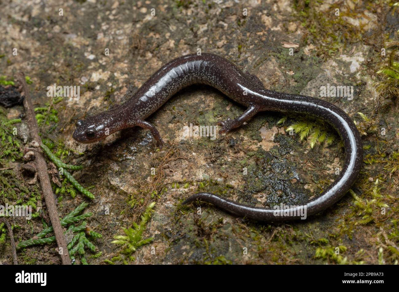 A Northern Ravine Salamander (Plethodon electromorphus) from Jefferson County, Indiana, USA. Stock Photo
